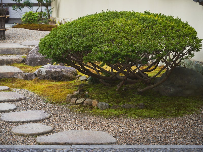 菅造園の画像